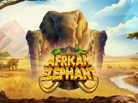 African Elephant™