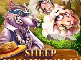 Sheep Gone Wild